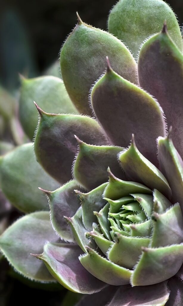 格安SIMを使ってスマホ代を節約するためにAndroidは使えるか？