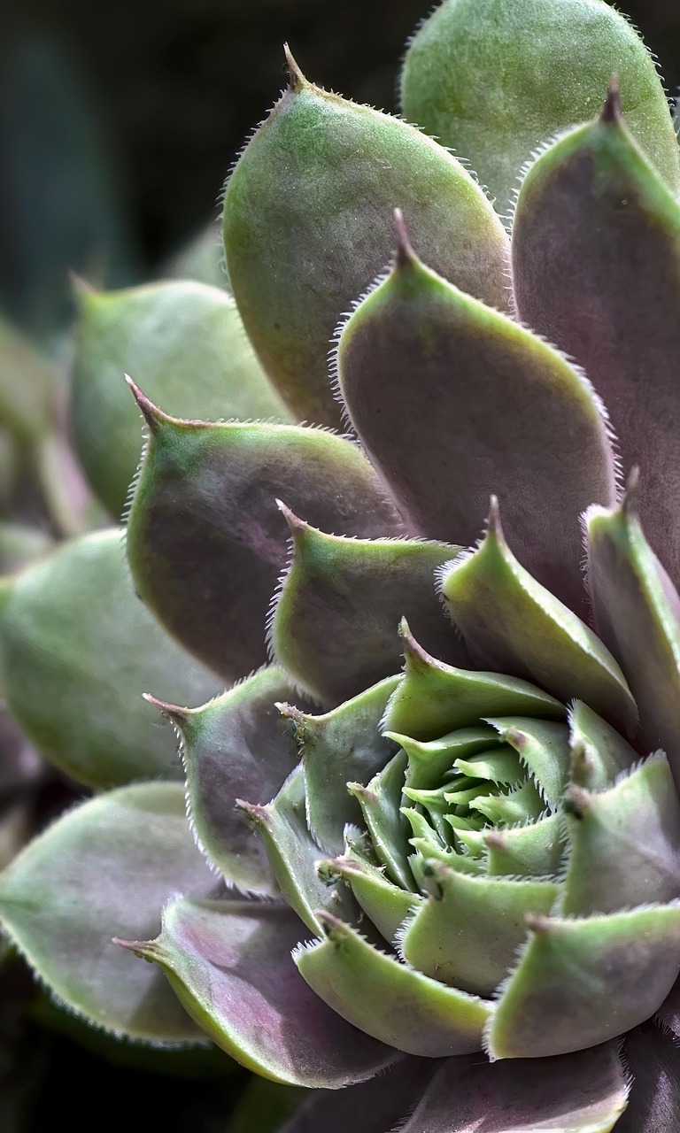 格安SIMを使ってスマホ代を節約するためにAndroidは使えるか？