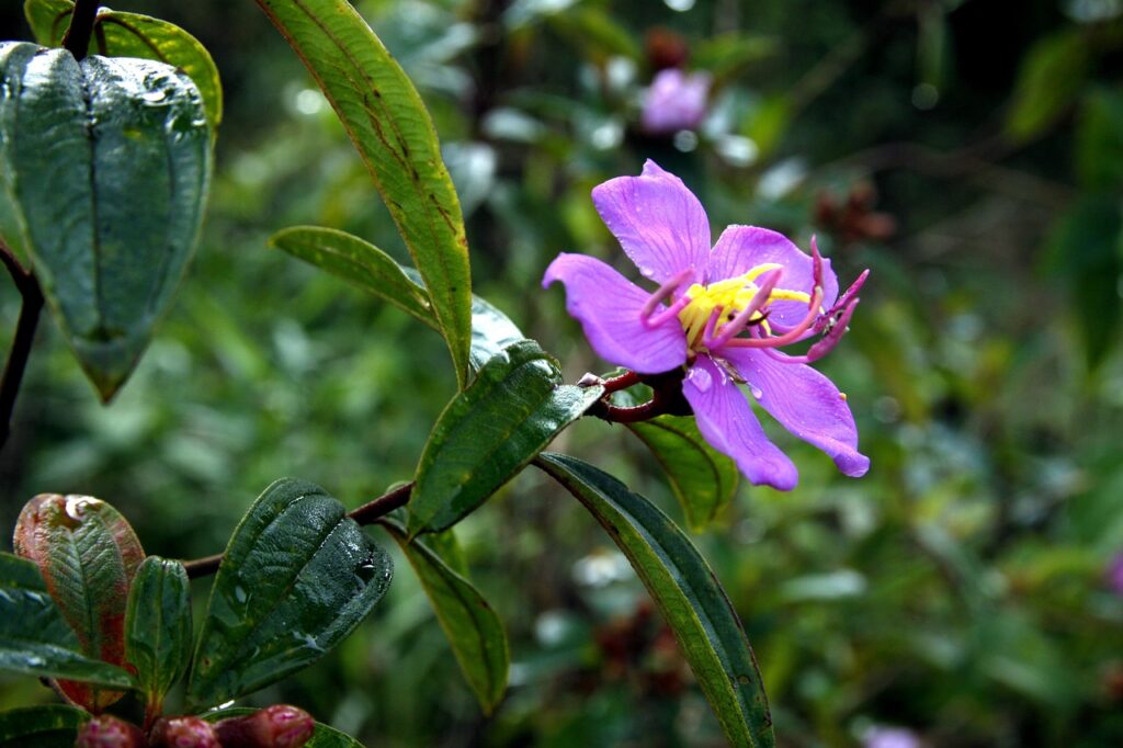 格安SIMを使ったスマホ代の楽天比較はどれがお得？