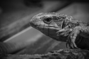 格安SIMと光回線をセットにして節約する方法は？