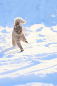 格安SIM料金比較で家族割があるプランはどれがおすすめ？