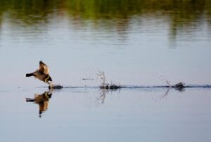 格安SIM料金比較で通話込みの最適プランは？