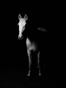 格安SIMでiPhoneを使うなら安いおすすめはどれ？